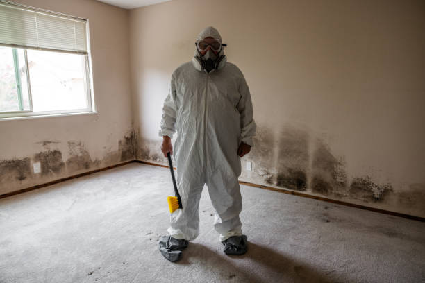 Environmental Consulting for Mold Prevention in Bronte, TX